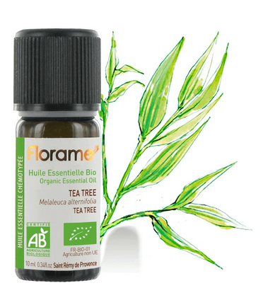 HE TEA TREE MELALEUCA ALTERNIFOLIA