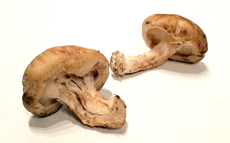 CHAMPIGNONS BIO SHITAKE