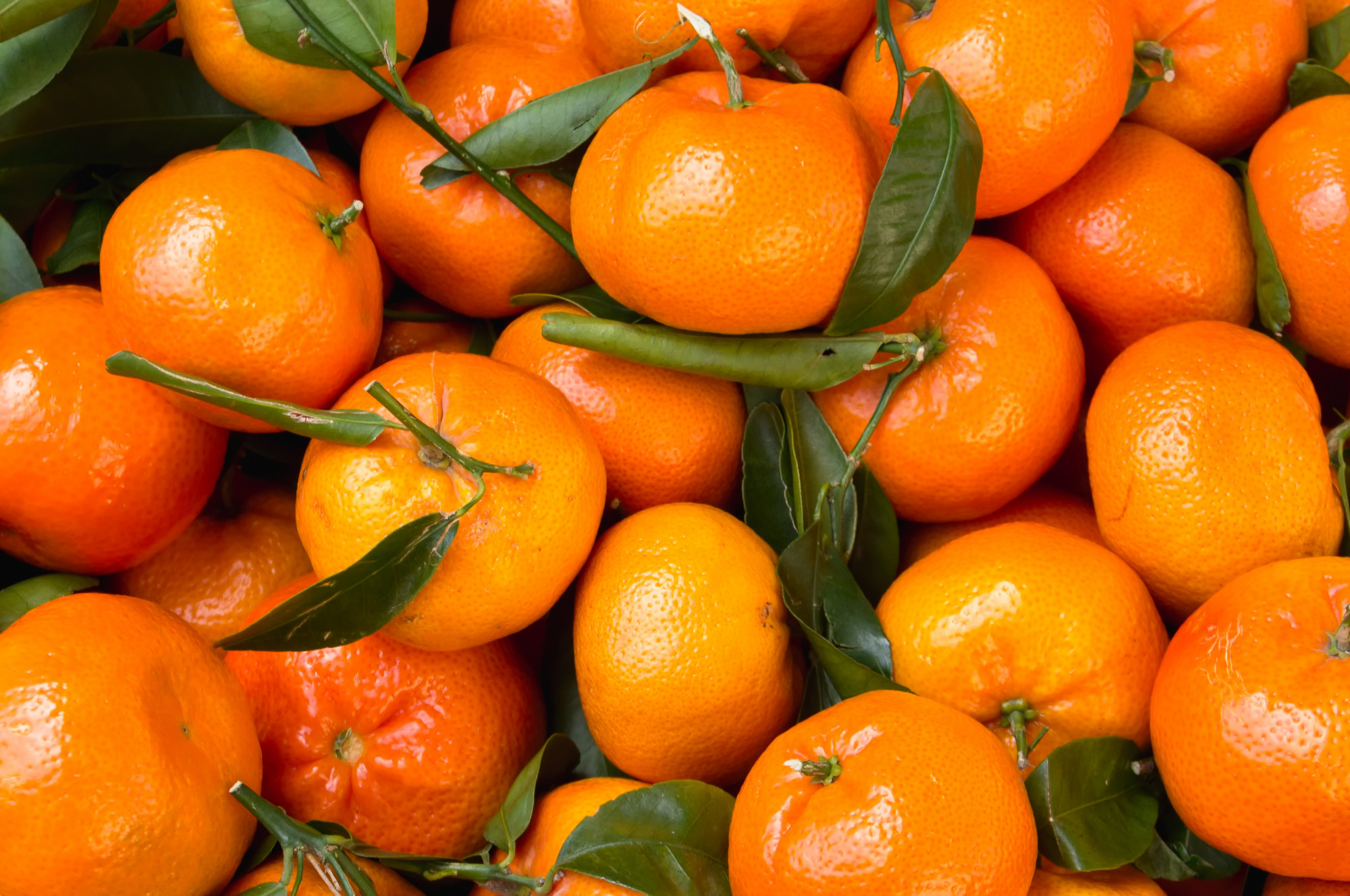CLEMENTINES BIO FEUILLES DE CORSE