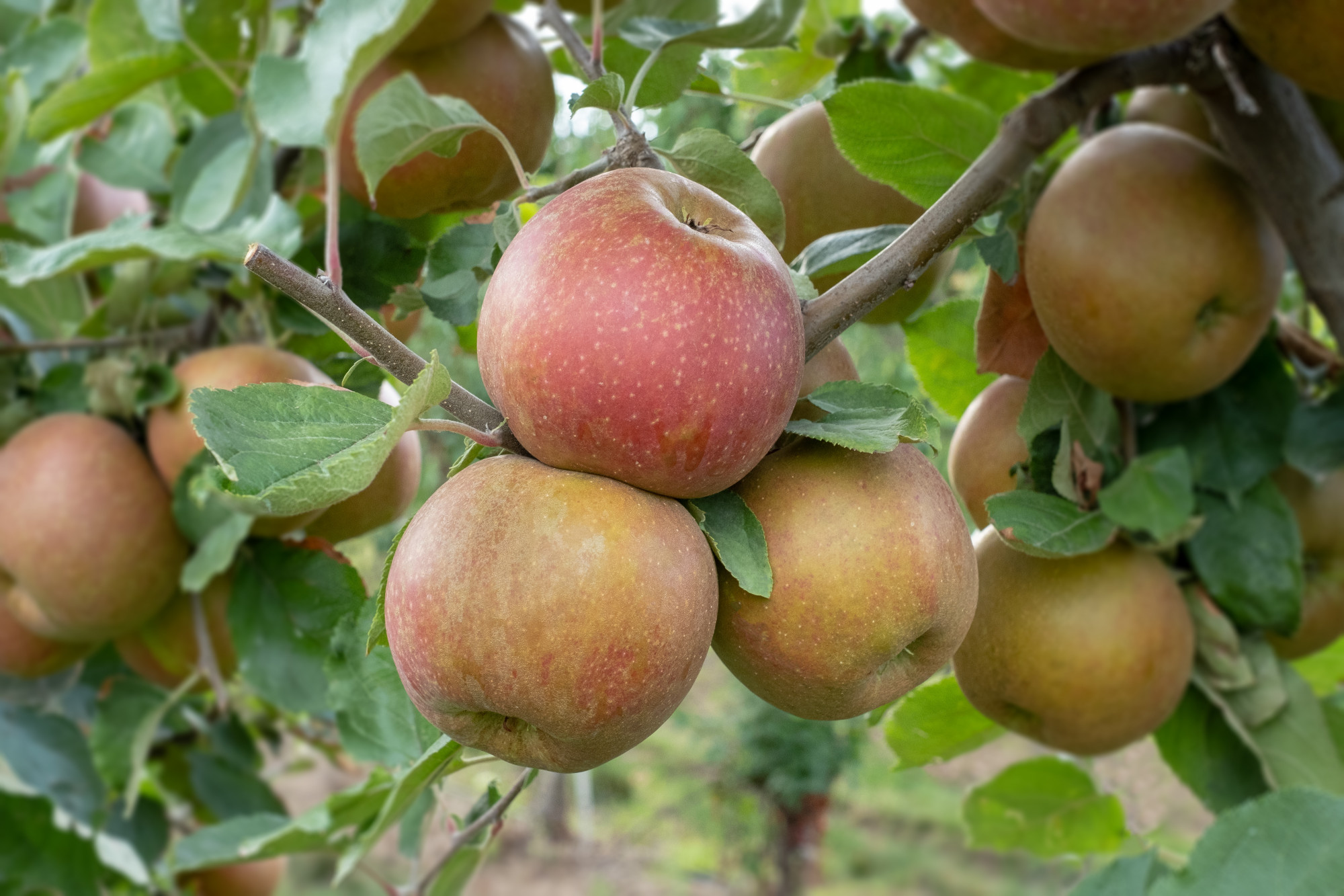 POMME BIO BOSKOOP