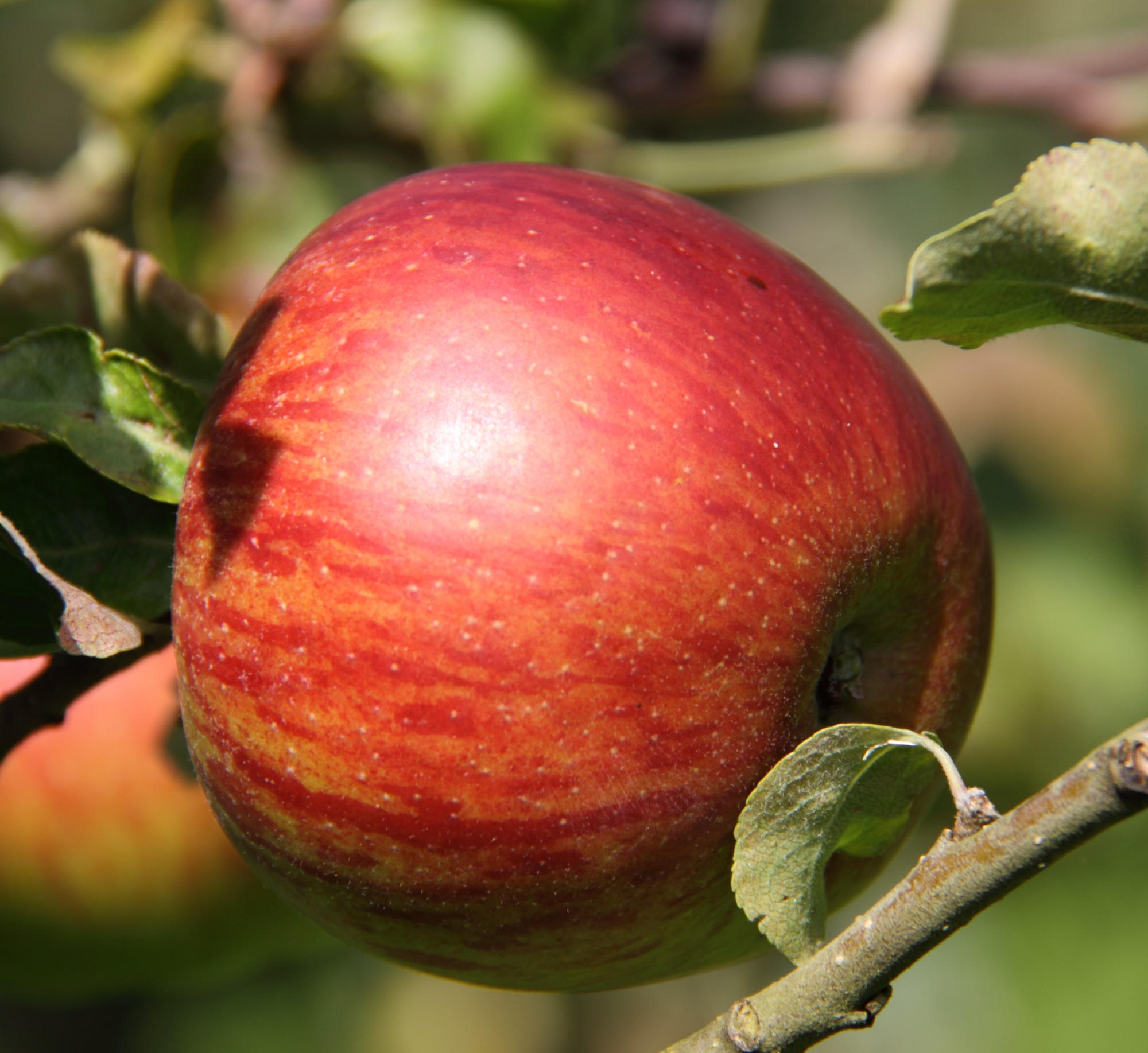 POMME REINE DES REINETTES