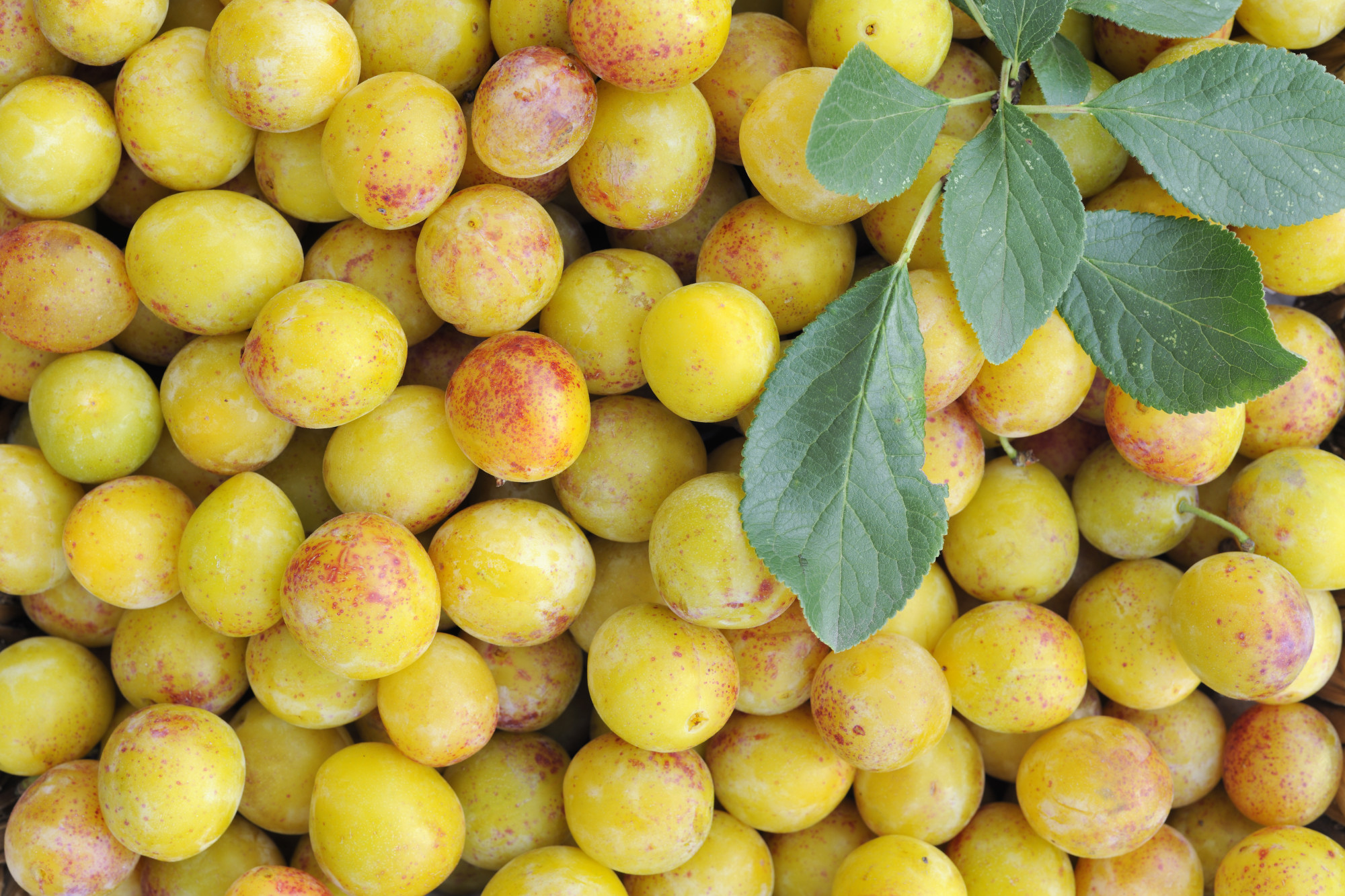 PRUNE MIRABELLE 