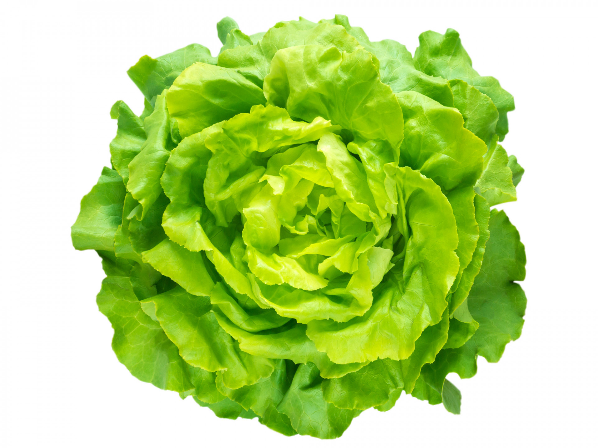 SALADE BIO LAITUE