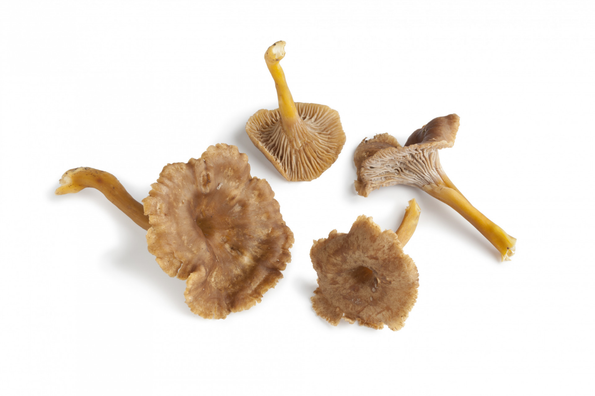 CHAMPIGNONS CHANTERELLE GRISE