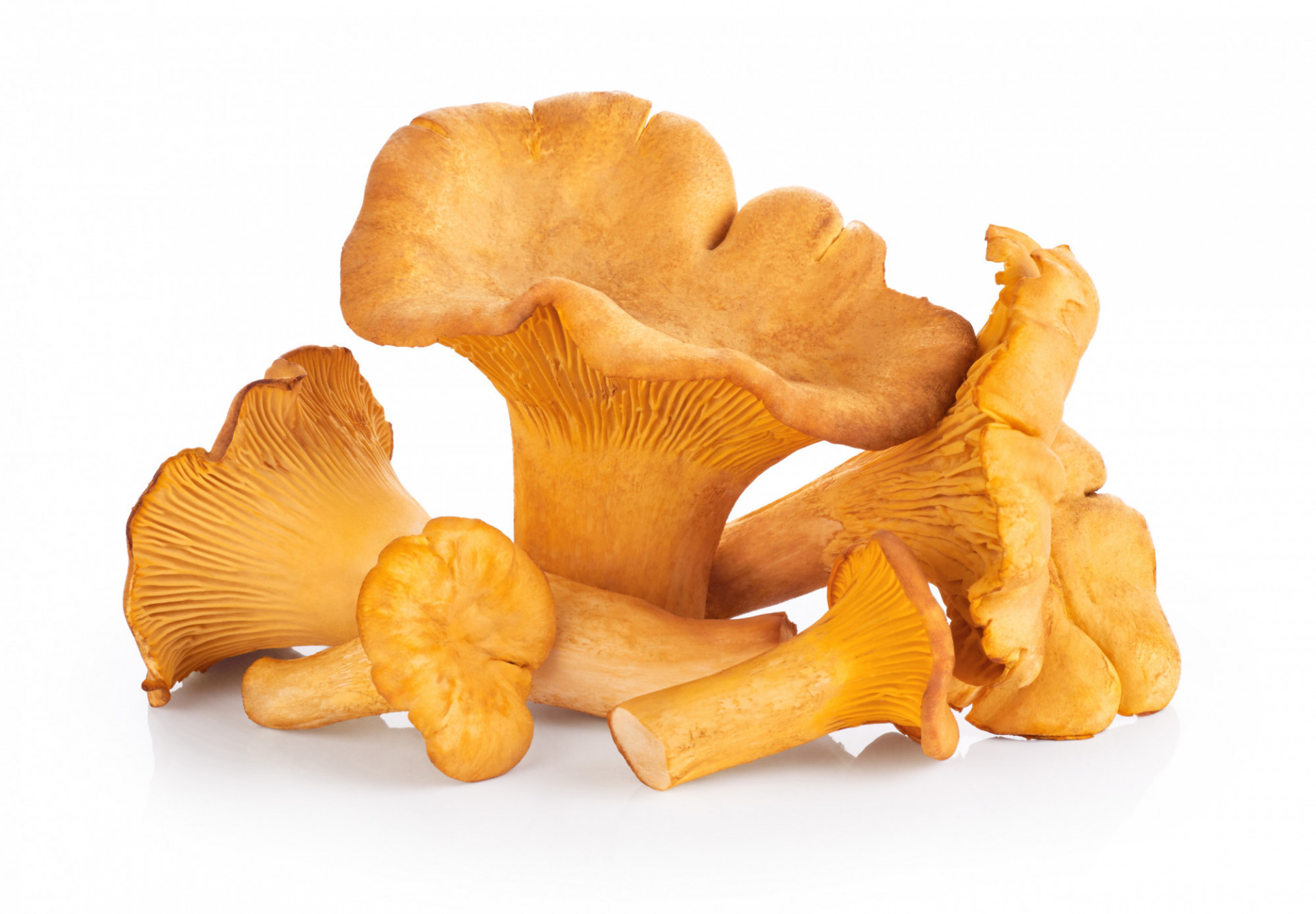 CHAMPIGNONS GIROLLE