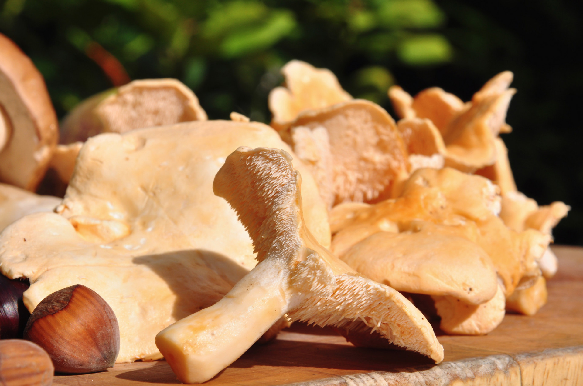 CHAMPIGNONS PIED DE MOUTON