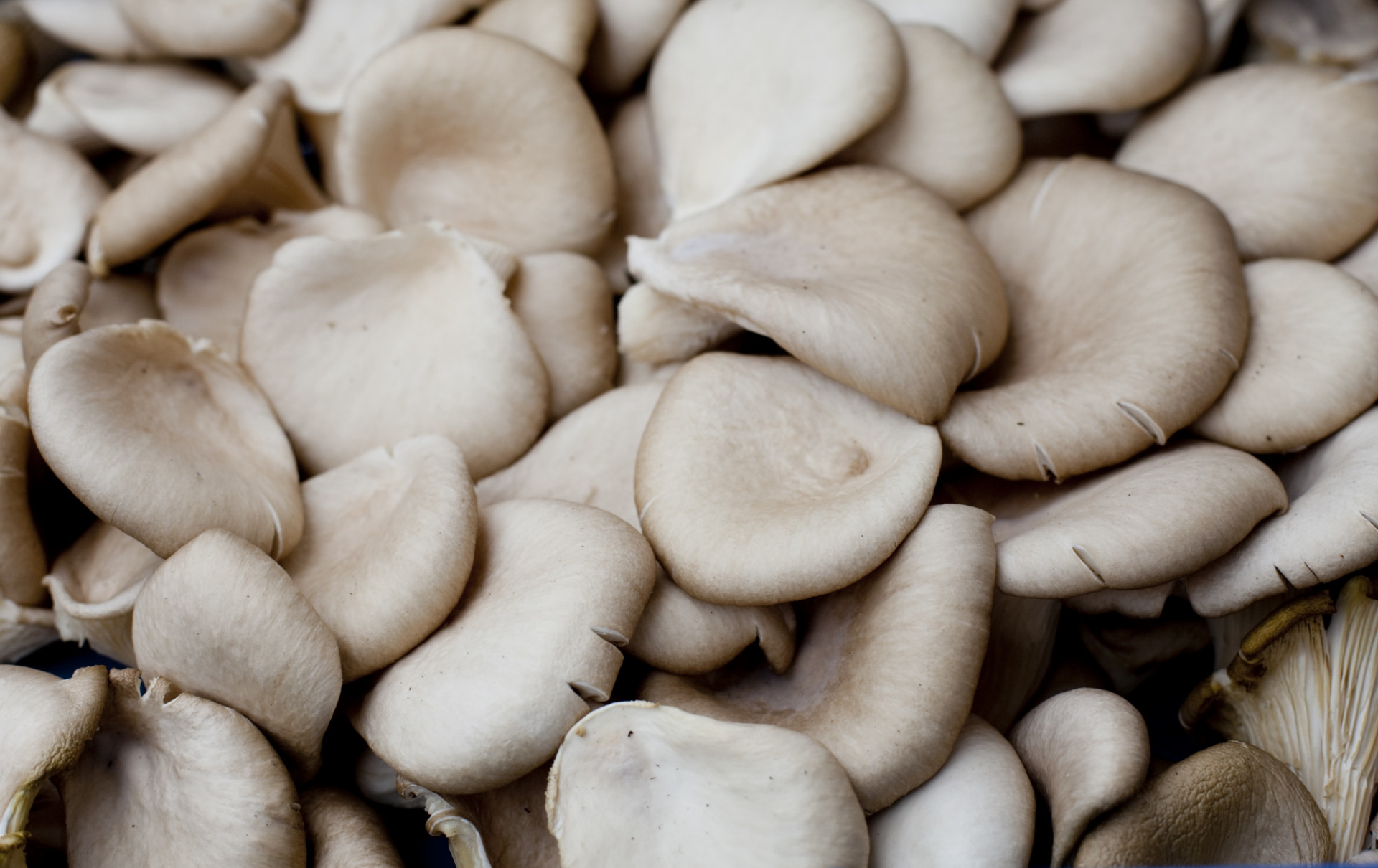 CHAMPIGNONS BIO PLEUROTES