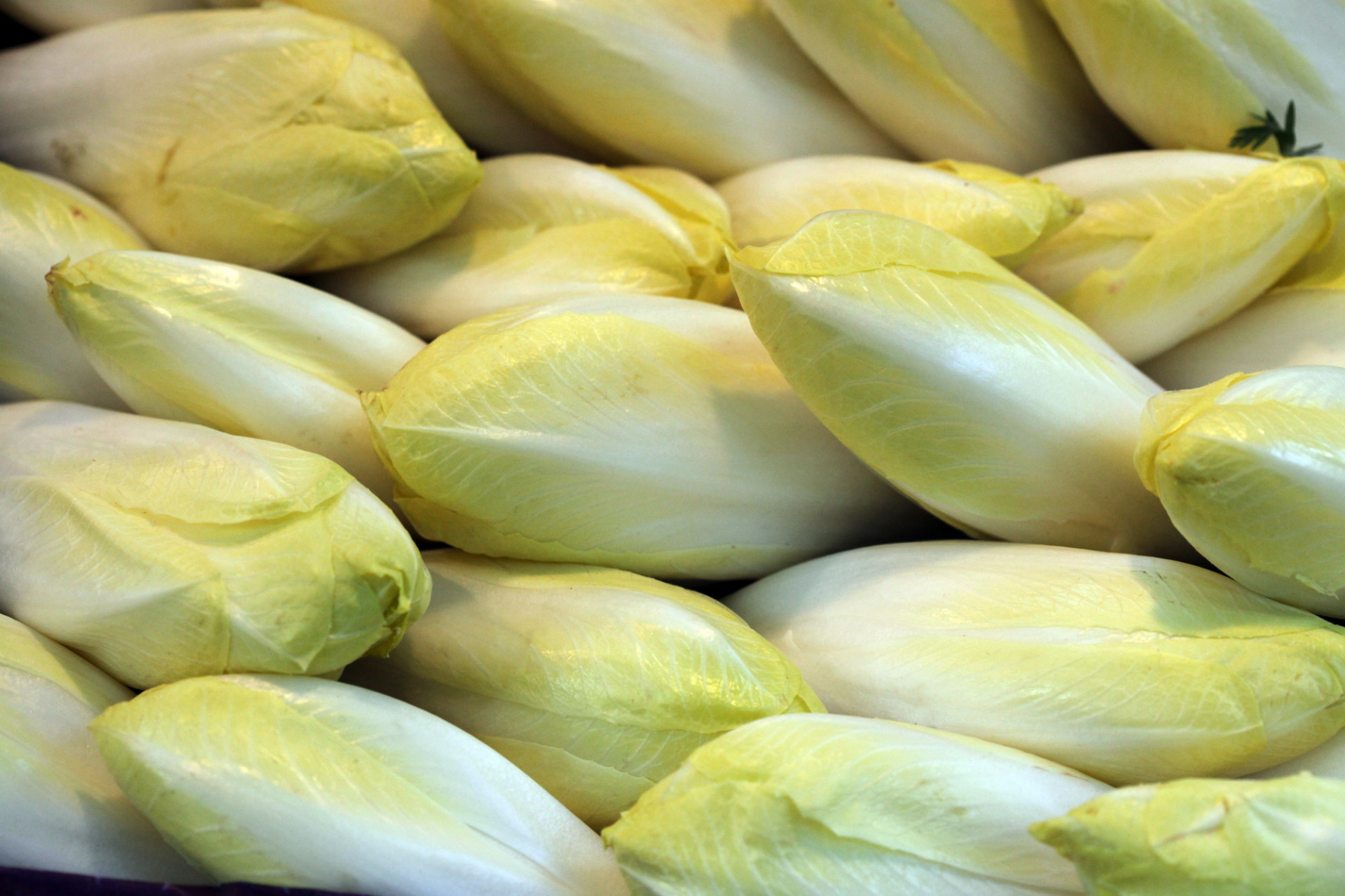 ENDIVES BIO WITLOOF