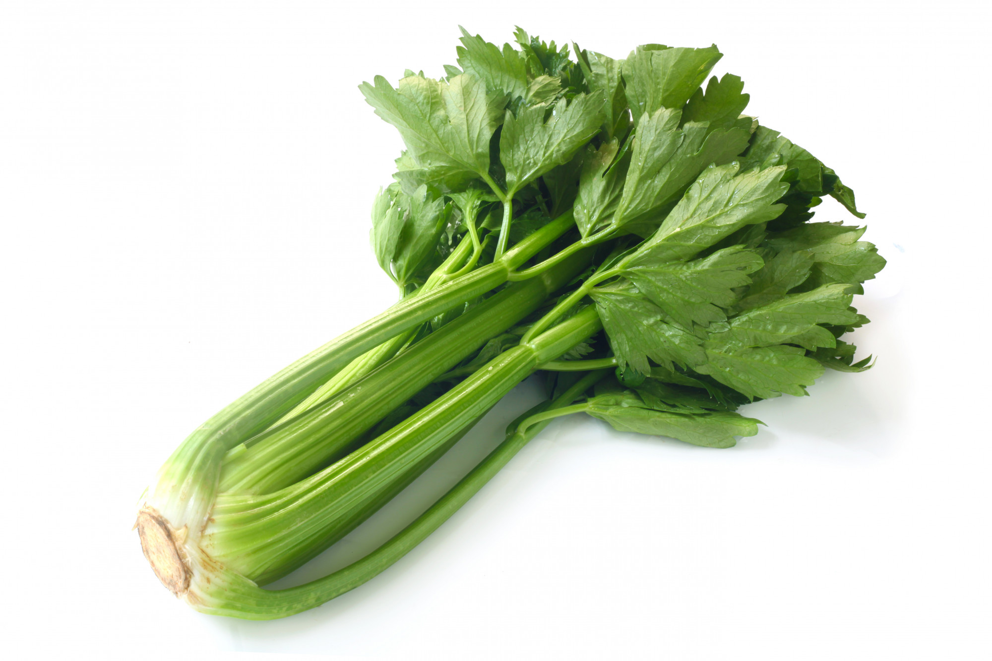 CÉLERI BIO BRANCHE BOTTE
