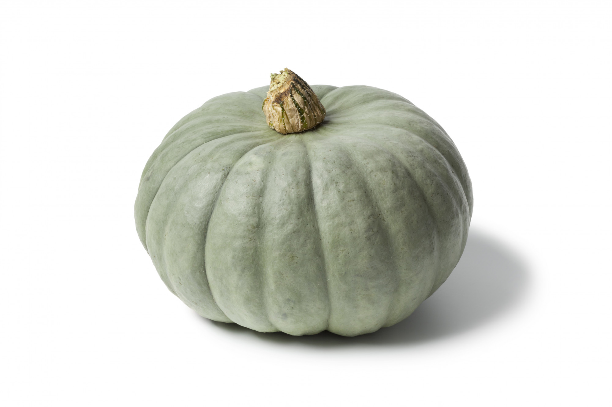 COURGE BIO BLEUE