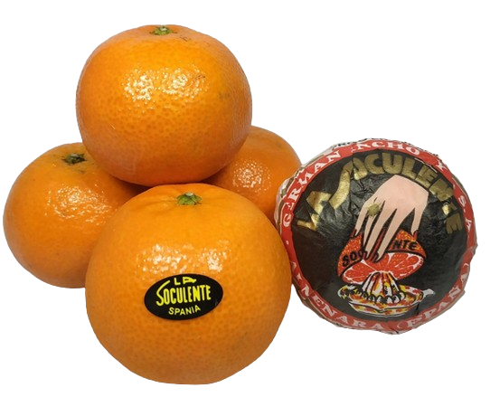 ORANGE SOCCULENTE