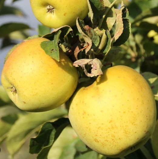 POMME BIO GOLDRUSH