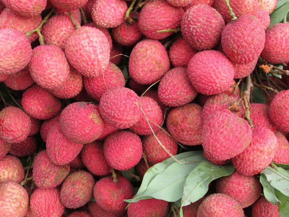 LITCHIS BIO BRANCHES