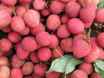 FRUITS