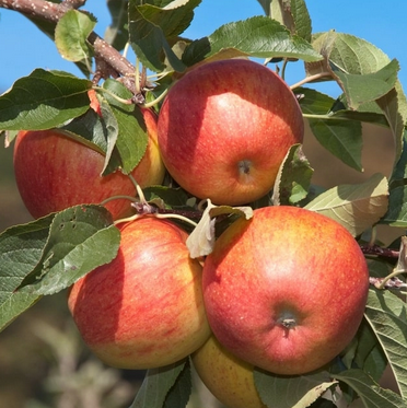 POMME BIO PILOT