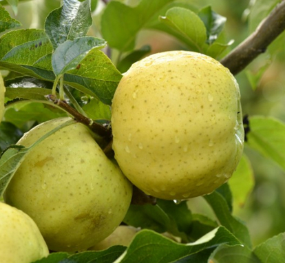 POMME BIO GOLRUSH
