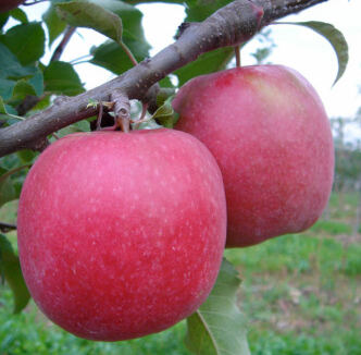 POMME PINK CRIPPS