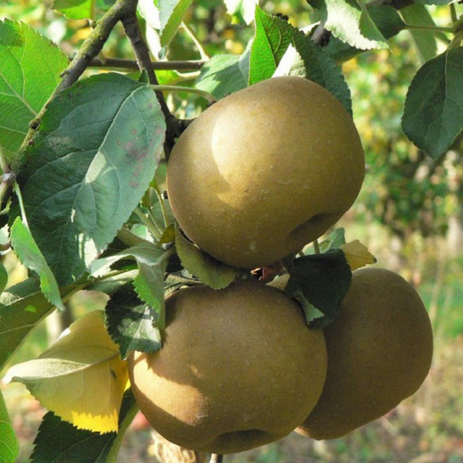 POMME CANADA GRISE
