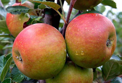 POMME BIO COX'S ORANGE