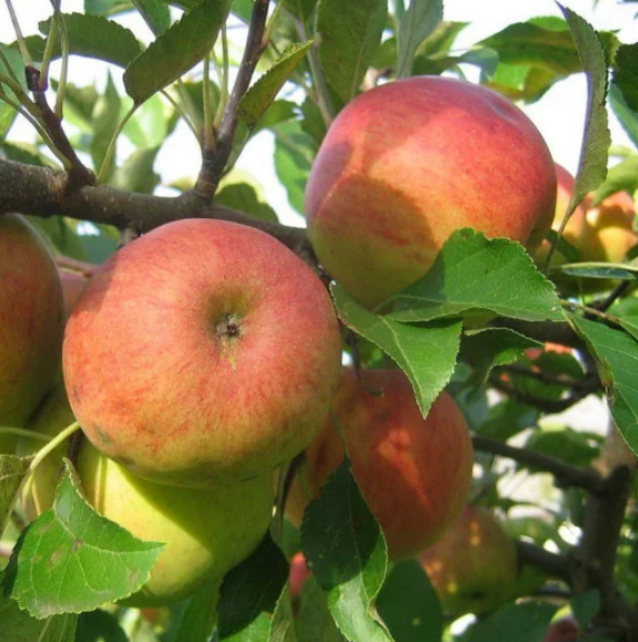 POMME ELSTAR 