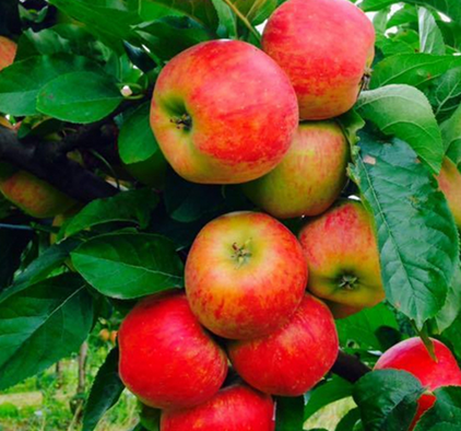 POMME PIROUETTE 