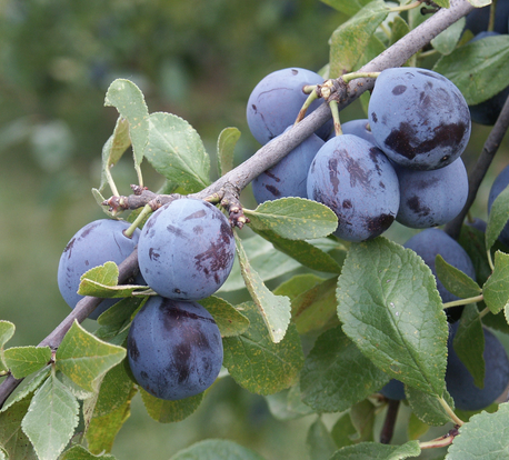 PRUNE BIO DATIL BARQ. 500G