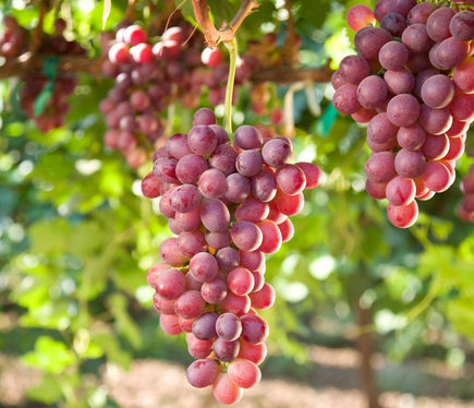 RAISIN BIO CHASSELAS ROSE