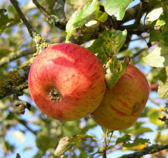 POMME BIO PINOVA