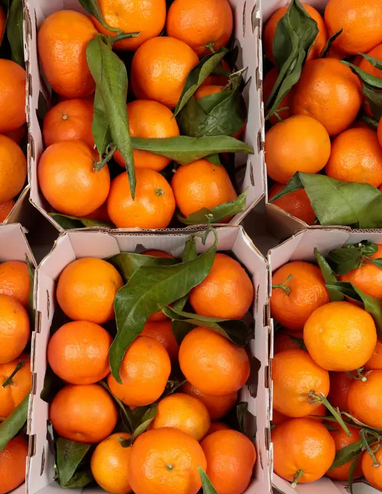 CLEMENTINE FEUILLE IGP