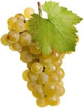 RAISIN BIO BLANC