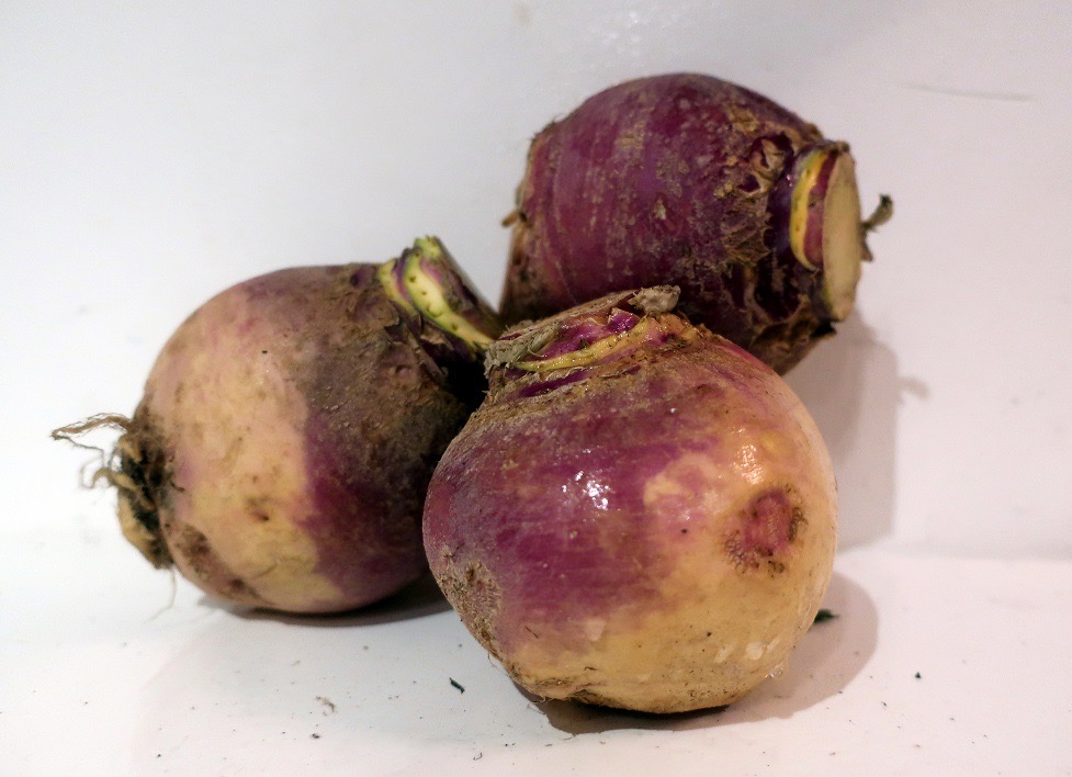 RUTABAGA BIO