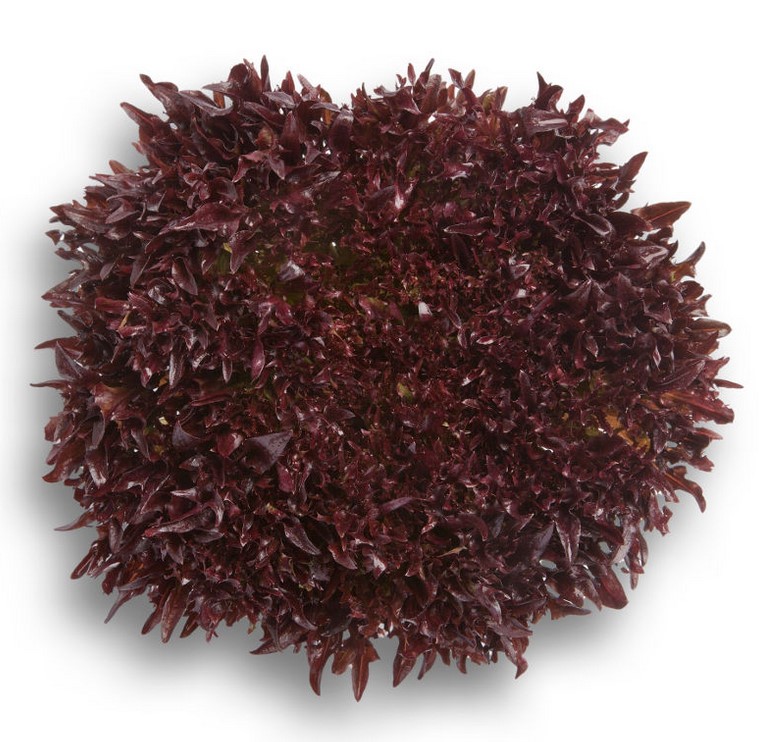 SALADE BIO INCISÉE ROUGE 