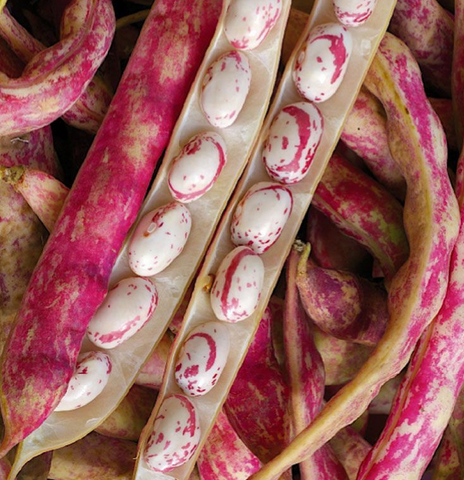HARICOT BIO COCO ROSE
