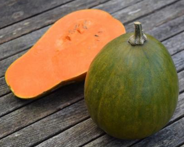 COURGE BIO SUCRINE DU BERRY