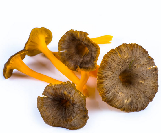 CHAMPIGNONS CHANTERELLE JAUNE