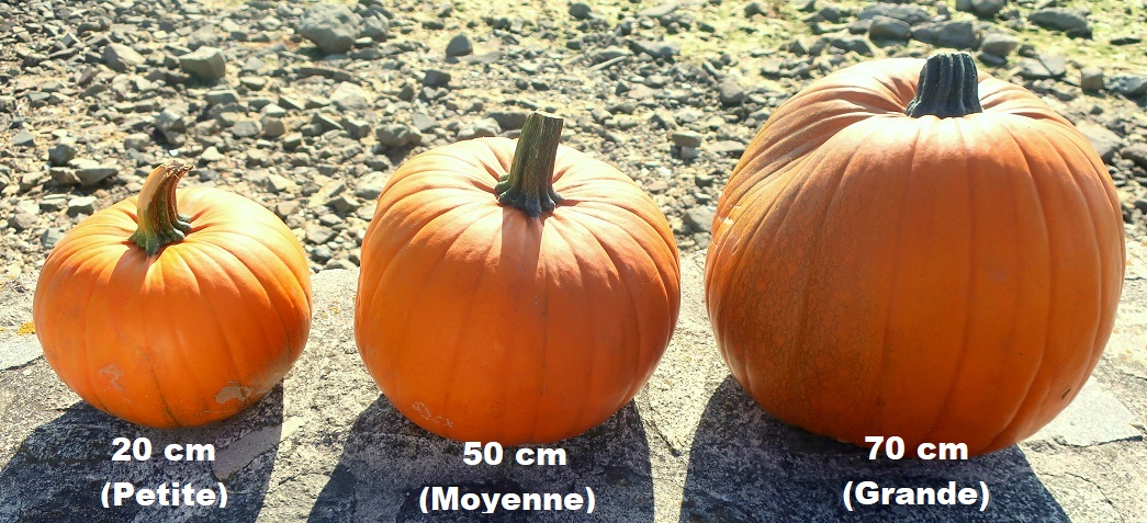 CITROUILLE HALLOWEEN GROSSE