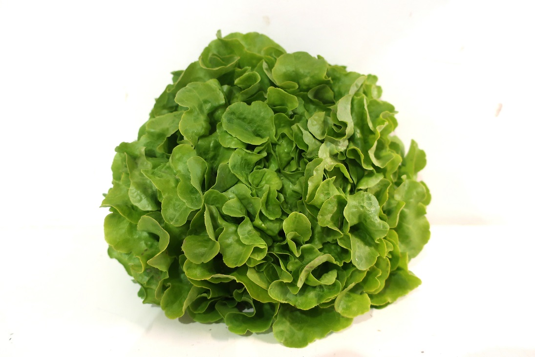 SALADE BIO FEUILLE DE CHENE BLONDE 