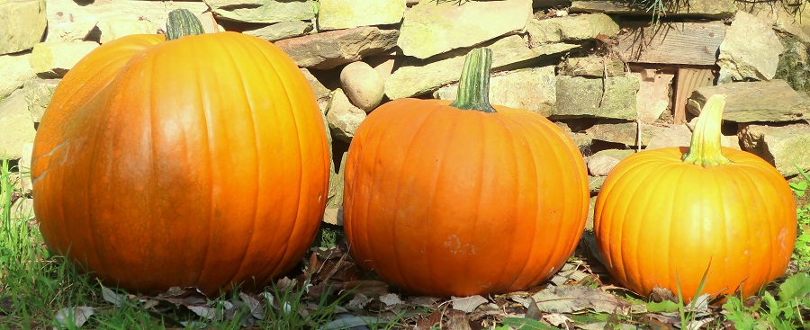 CITROUILLE HALLOWEEN MOYENNE