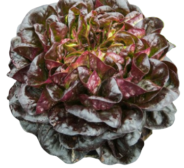 SALADE BIO MULTIFEUILLE ROUGE