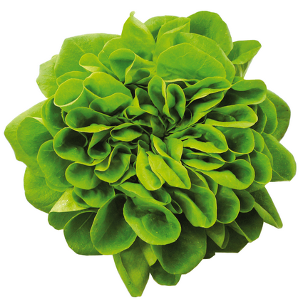 SALADE BIO MULTIFEUILLE VERTE