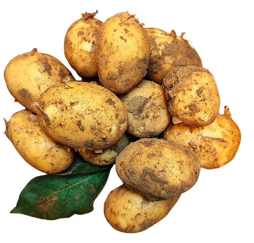 PDT BIO NOUVELLE PRIMEUR GRENAILLE
