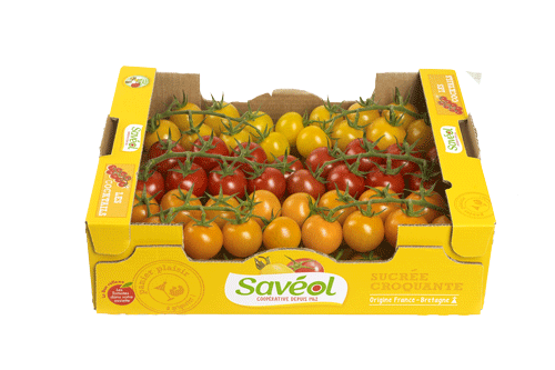 TOMATE GRAPPE COCKTAIL MULTICOLORE