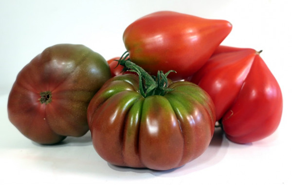 TOMATE BIO ANCIENNE