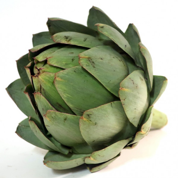ARTICHAUT BIO GREEN QUEEN