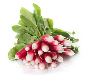 RADIS BOTTE ROSE