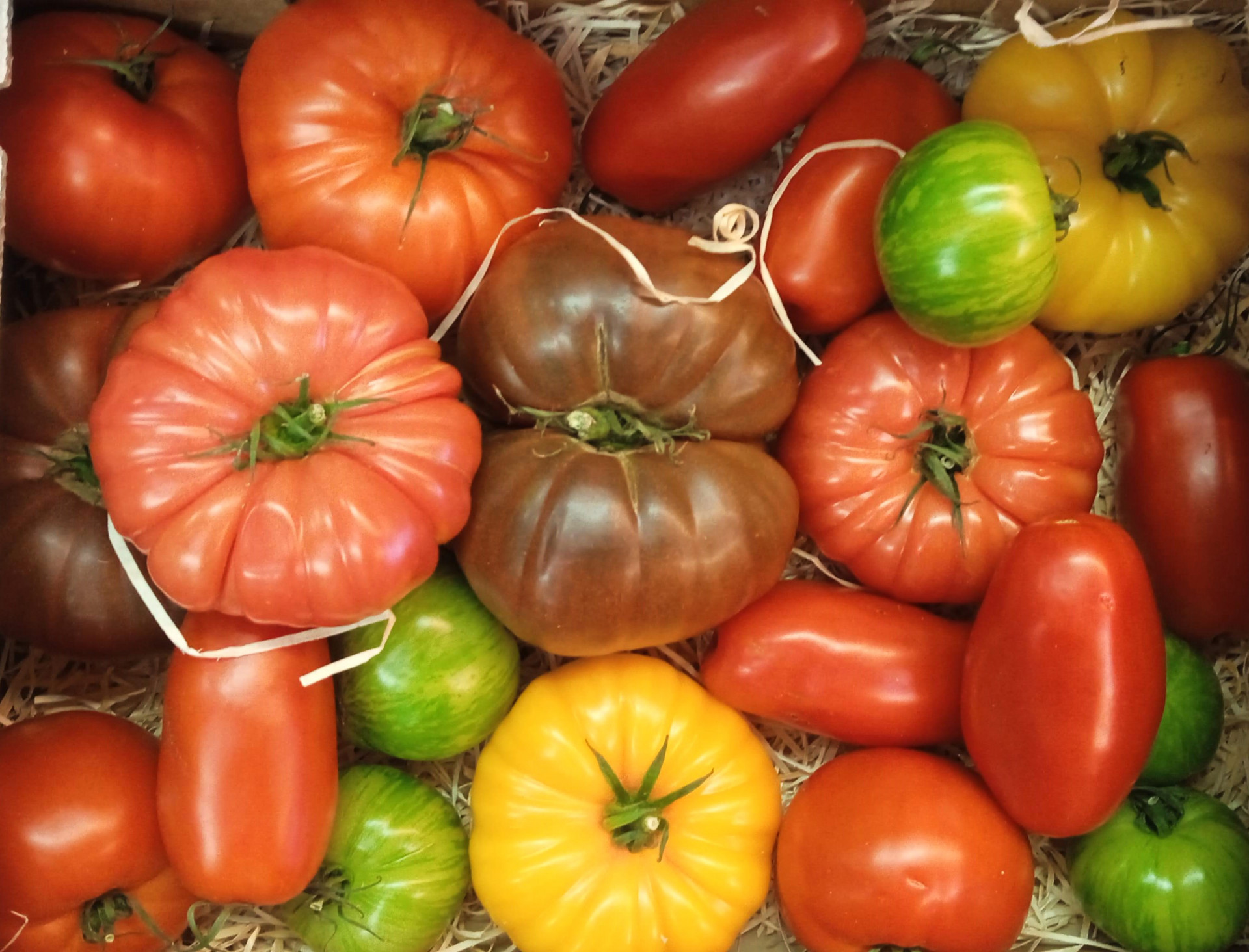 TOMATE MIXTE ANCIENNE