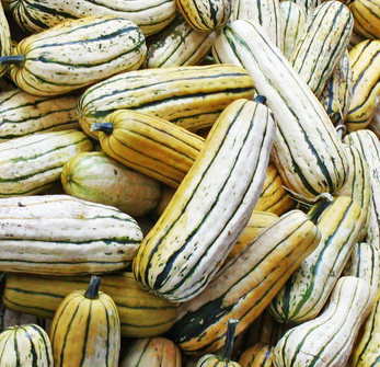 COURGE BIO DELICATA