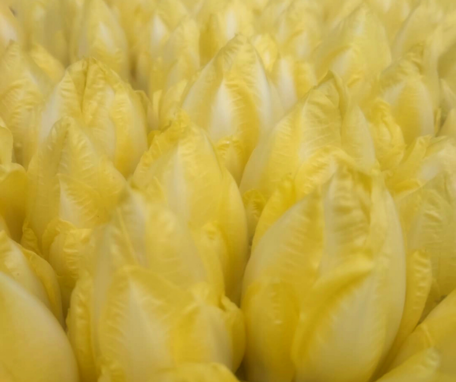 ENDIVE BIO 