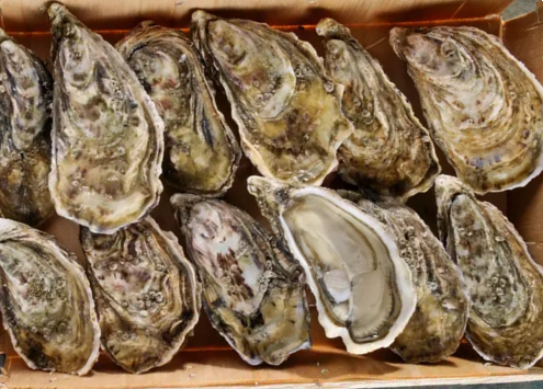 BOURRICHE D'HUITRES N°1 X24
