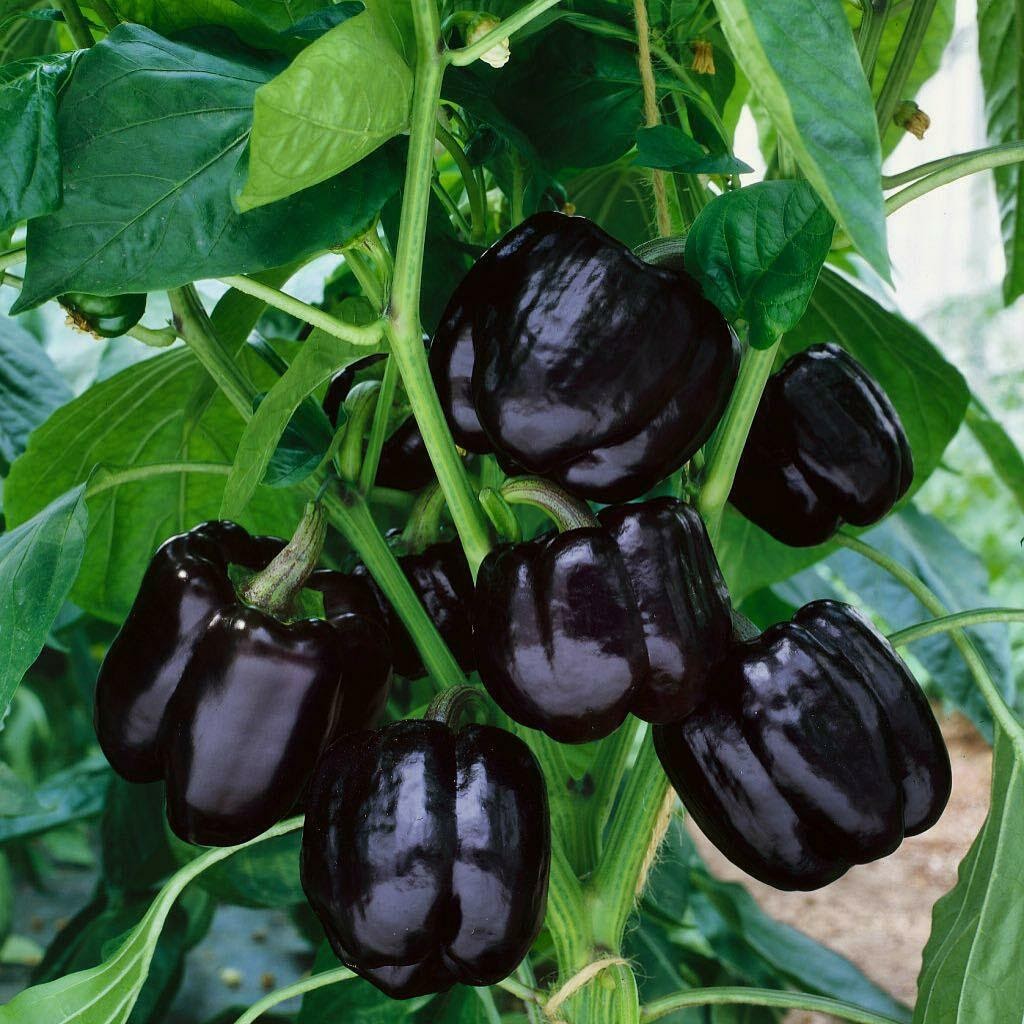 POIVRON BIO NOIR 